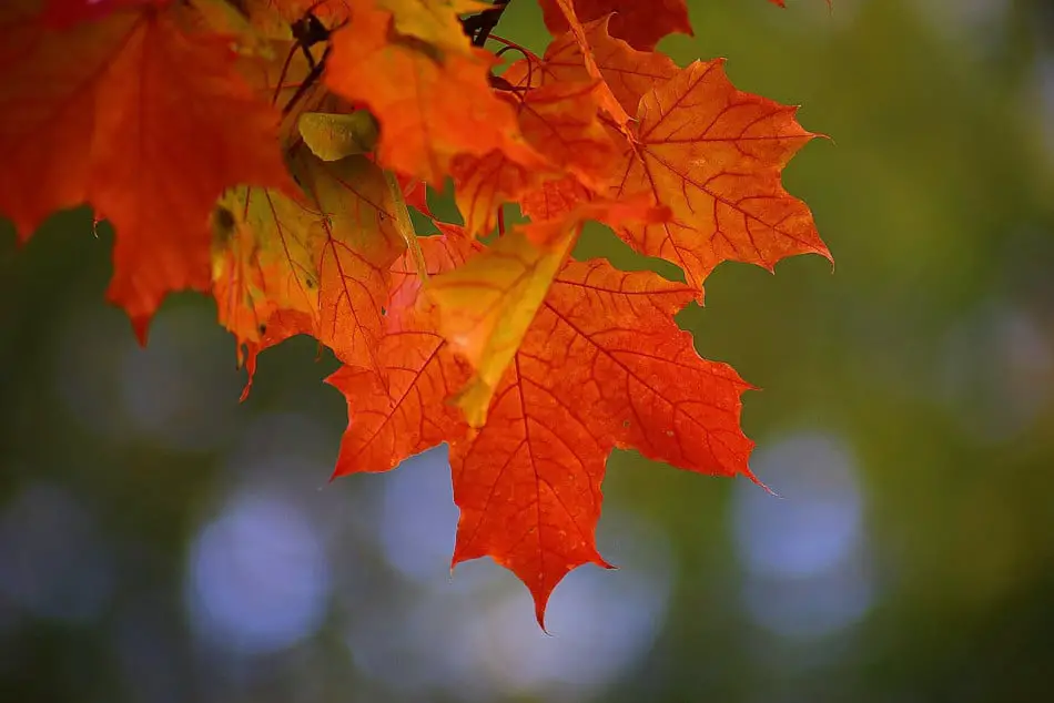 Maple Trees in Washington State A Comprehensive Guide