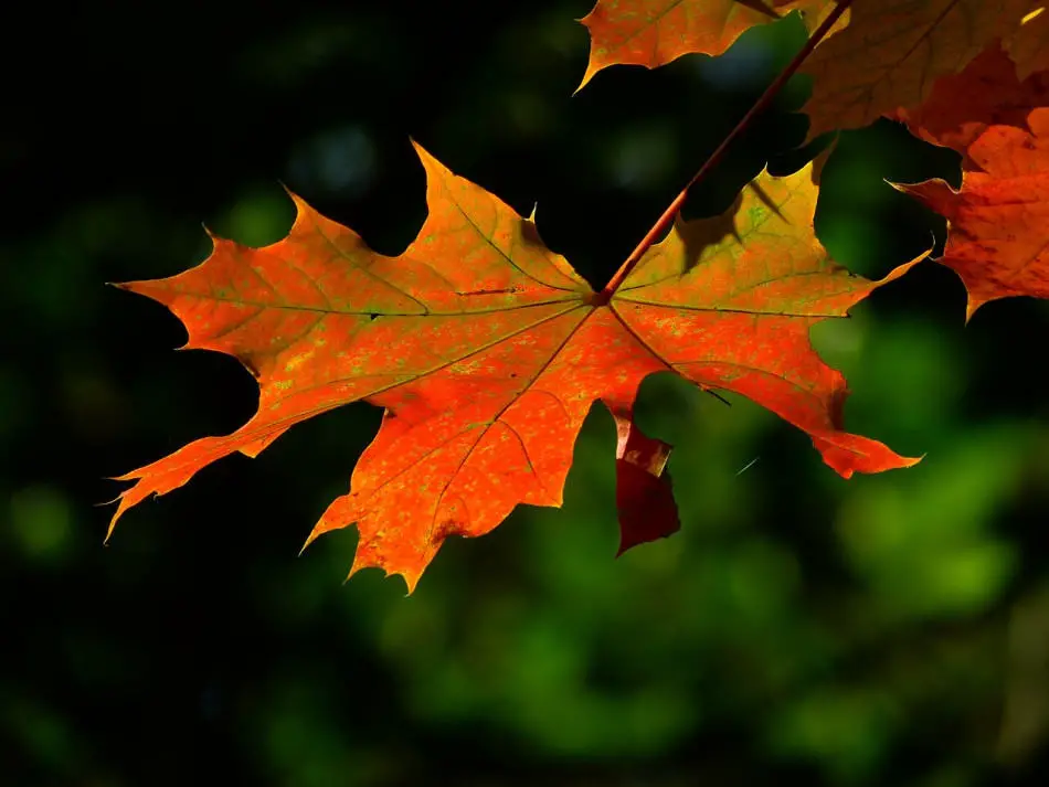 Maple Trees In New York: Guide To Different Varieties 