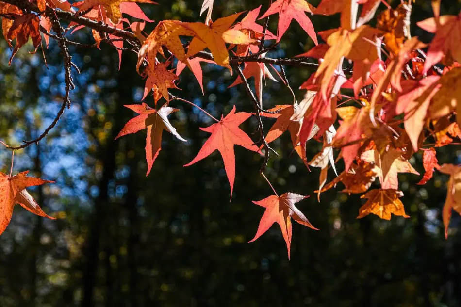 West Virginia’s Maple Trees Most Common Types