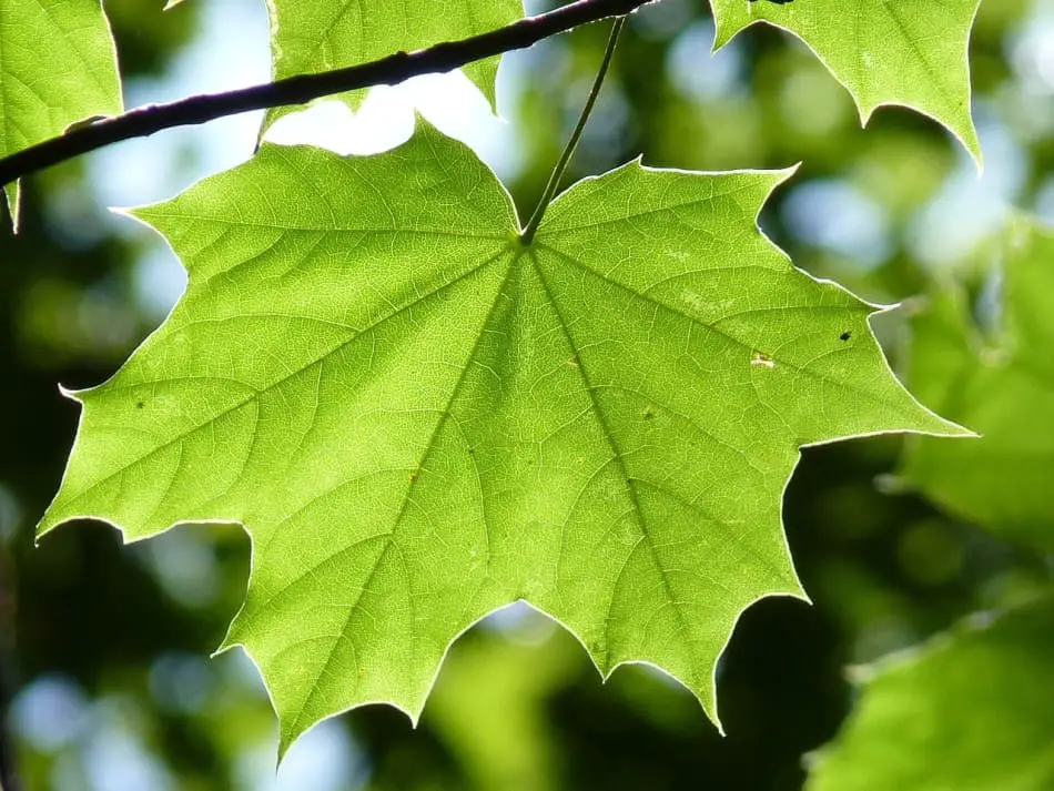 8 Types of Maple Trees Found in Ohio