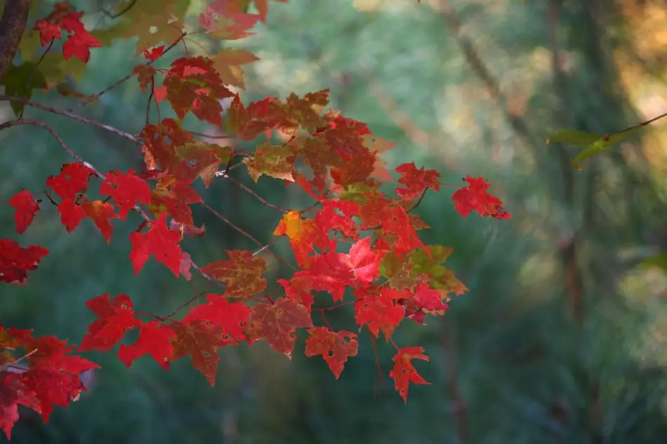 Maple Trees in Maryland Identifying Common Species
