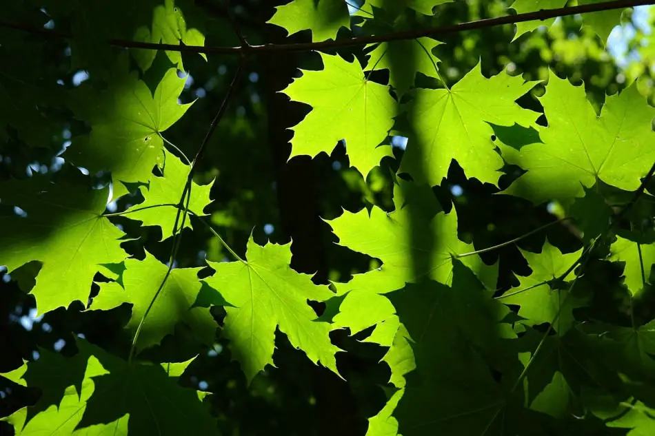 Pros and Cons of Planting Norway Maple Trees
